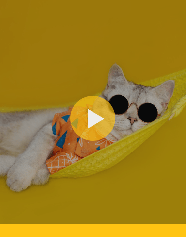 Cat videos that make your heart purr!