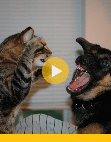 Crazy cats – Incredibly funny