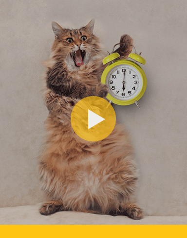 For all cat lovers: The funniest videos with kitties!
