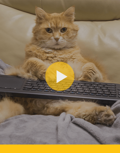 Cat’s gold: Funny videos with kitties!