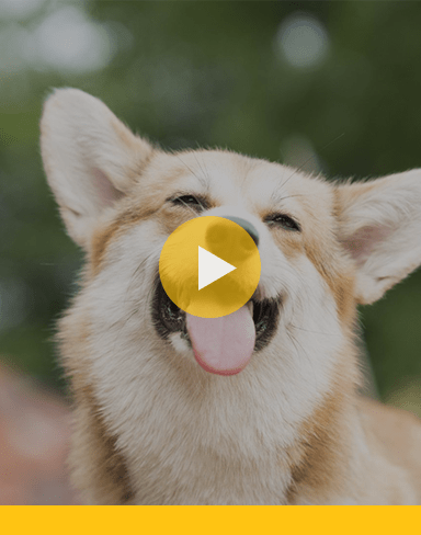 Dogs speaking in their own way